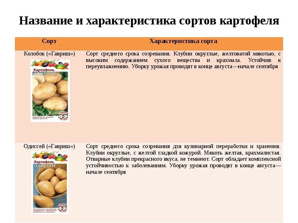 Колобок картофель характеристика отзывы. Колобок сорт картофеля характеристика. Сорт картошки Колобок. Характеристика картофеля. Колобок картофель характеристика.