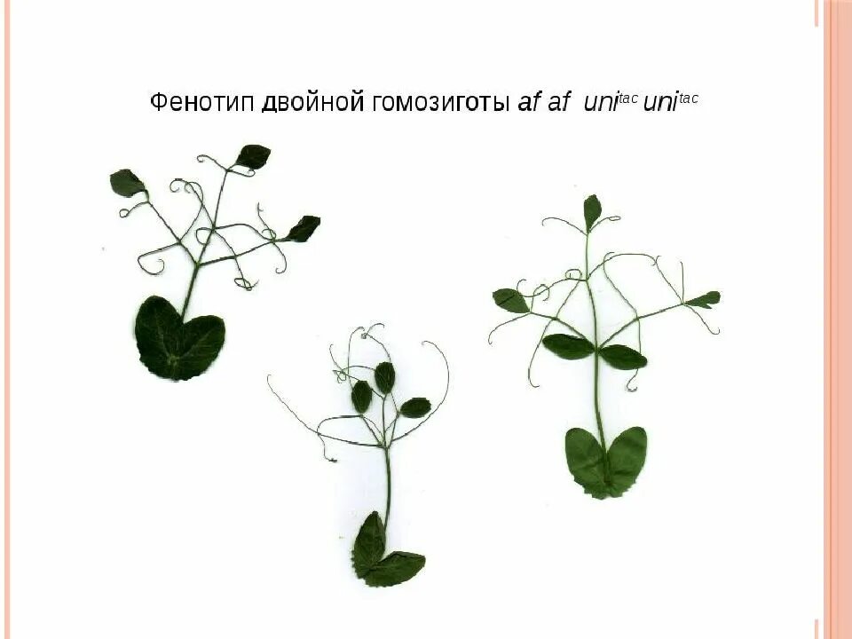 Горох тип листьев. Фенотип растения. признаки фенотипа растений. фенотип растения пример. фенотип гороха.
