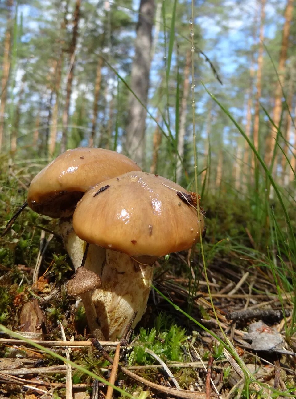 Масленок. Гриб Suillus luteus. Съедобные грибы маслята. Маслята луговые. Грибы масленок зернистый.