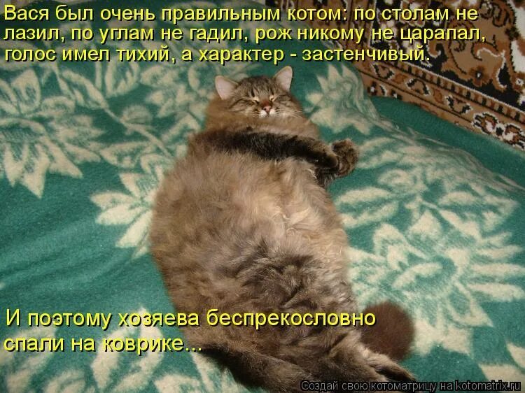 Вася нашел несколько. Смешной кот вася. толстые коты с надписями. толстые коты приколы с надписями. вася надпись кот.