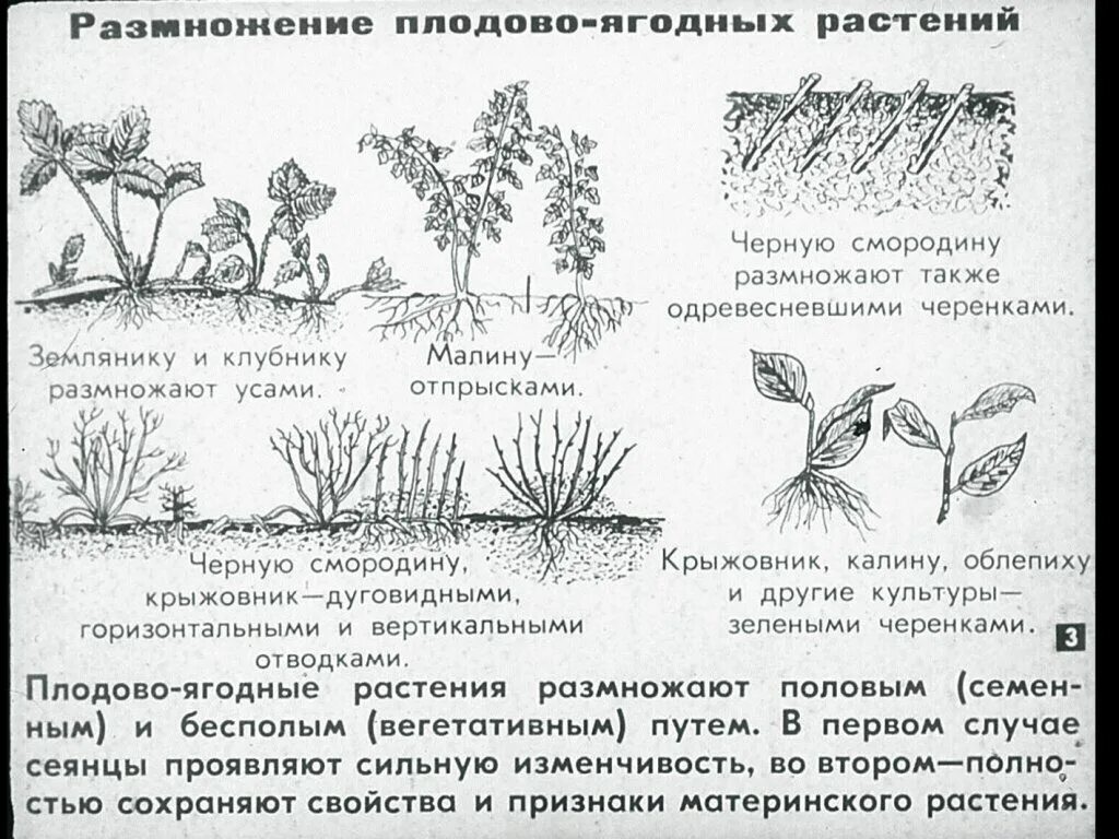 Что делать размножаться. Размножение плодовых и ягодных культур. Схема размножения одревесневшими черенками. Стеблевые черенки вегетативное размножение. Размножение отводками схема.