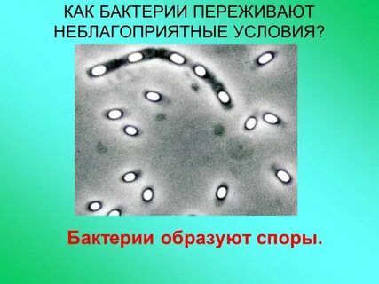 Условия неблагоприятные для жизни бактерий