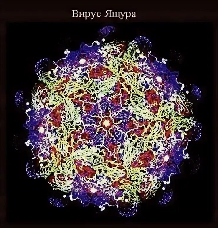 Строение вируса ящура у животных. Вирус ящура. Вирус ящура. Ящур вирус возбудитель. Возбудитель ящура животных.