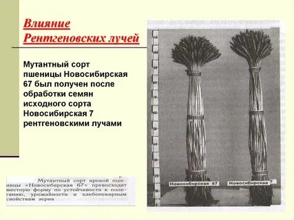 Индуцирование теплоустойчивости рентгеновскими лучами пшеницы метод