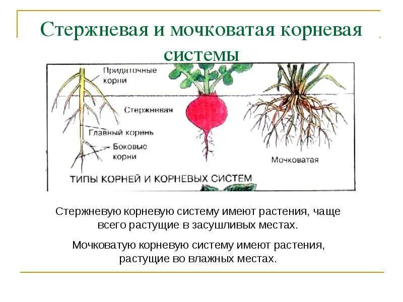 Стержневые и мочковатые корневые системы биология 6 класс. Растения с стержневой корневой. Стержневая и мочковатая корневая система.
