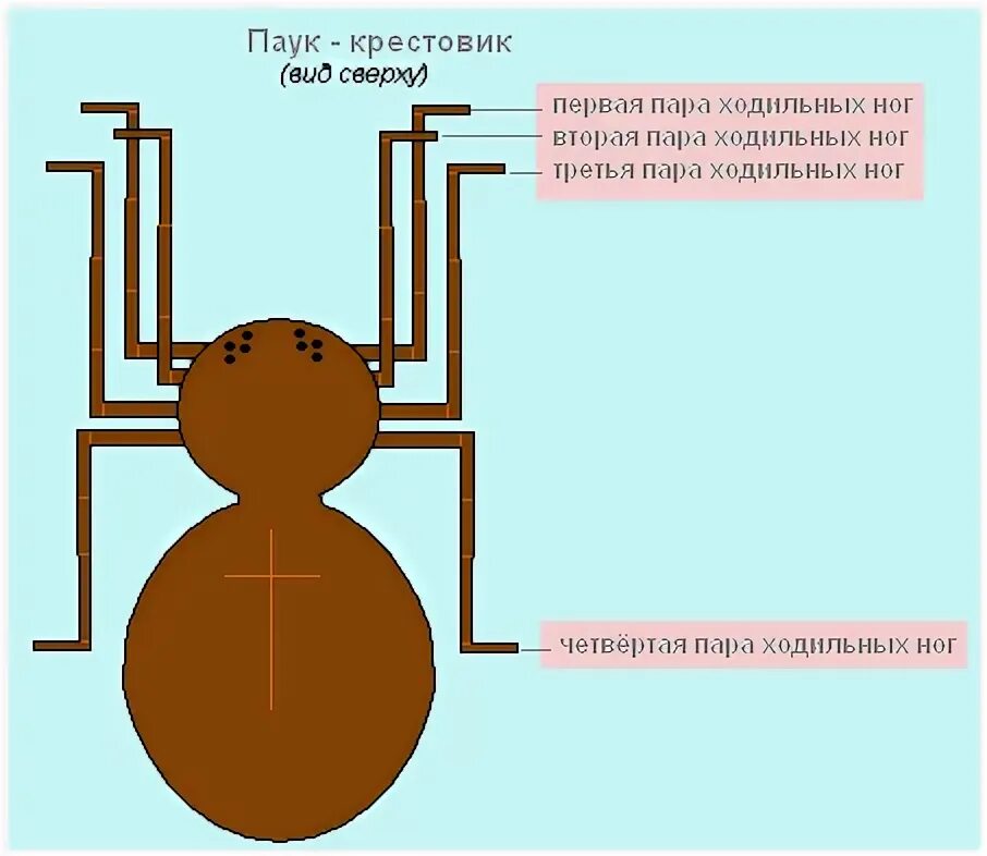 У паукообразных две пары усиков. Паук-крестовик имеет 4 пар ходильных ног. Пауки это хищники у которых процесс пищеварения осуществляется.