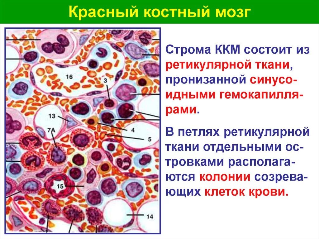 Структуры красного костного мозга. Ретикулярная ткань Строма красного костного мозга. Основные структурные компоненты красного костного мозга. Образование клеток крови в Красном костном мозге гистология. Компоненты красного костного мозга гистология.