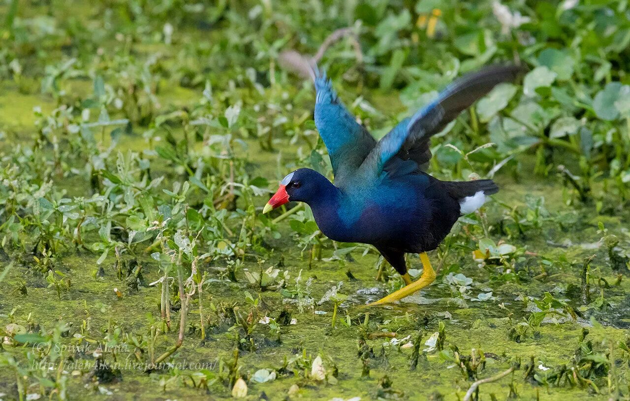 обыкновенная султанка. султанка мадагаскарская. курочка султанка болотная. тасманийская султанка. султанка (porphyrio poliocephalus).