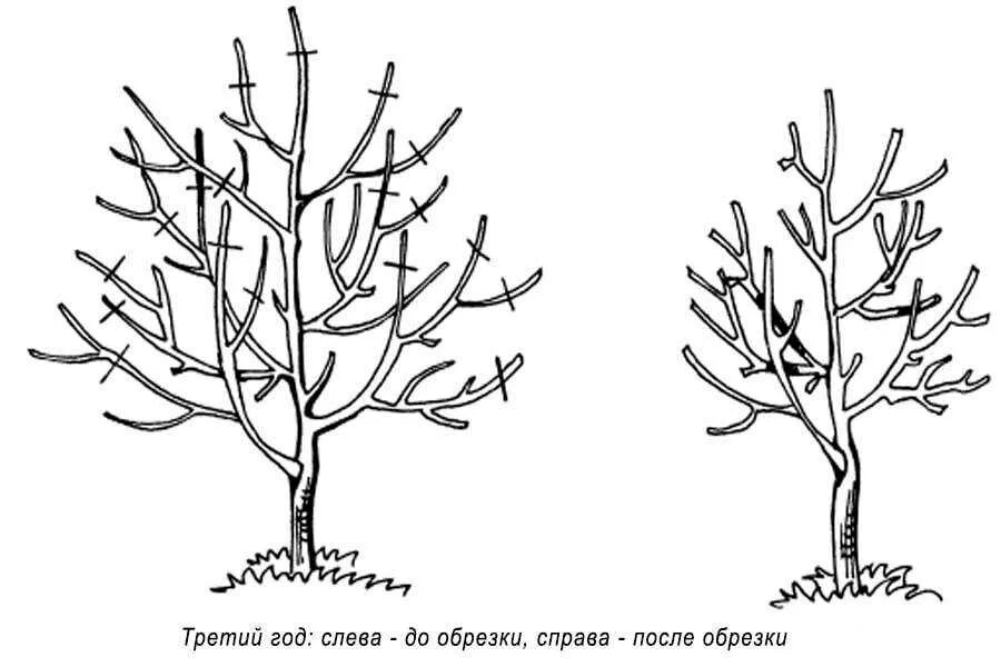 Как подрезать грушу весной