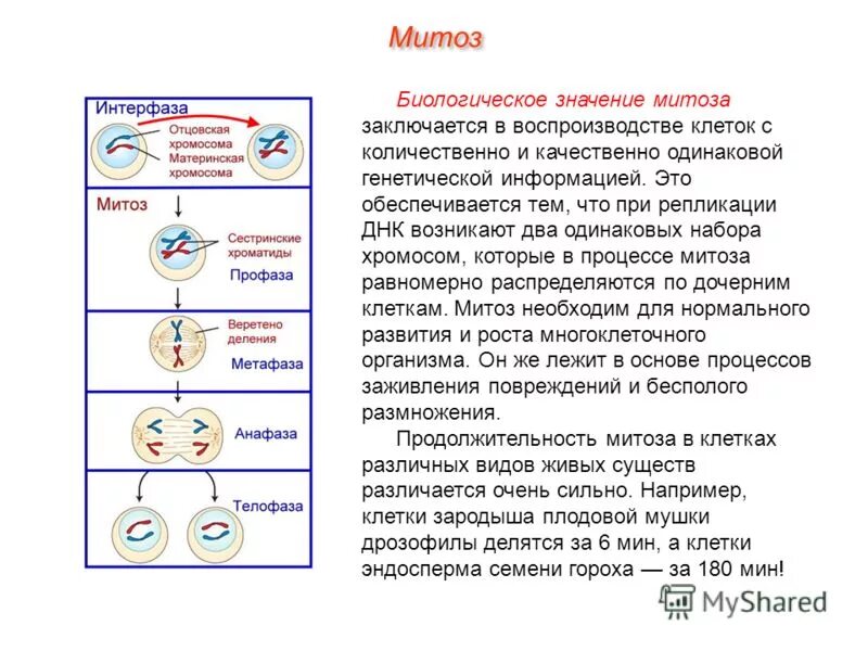 Общая схема процесса митоза. Структура клетки фазы митоза. Фазы митоза краткая характеристика процессов. Биология 9 класс клеточный цикл митоз. Спора образуется путем мейоза