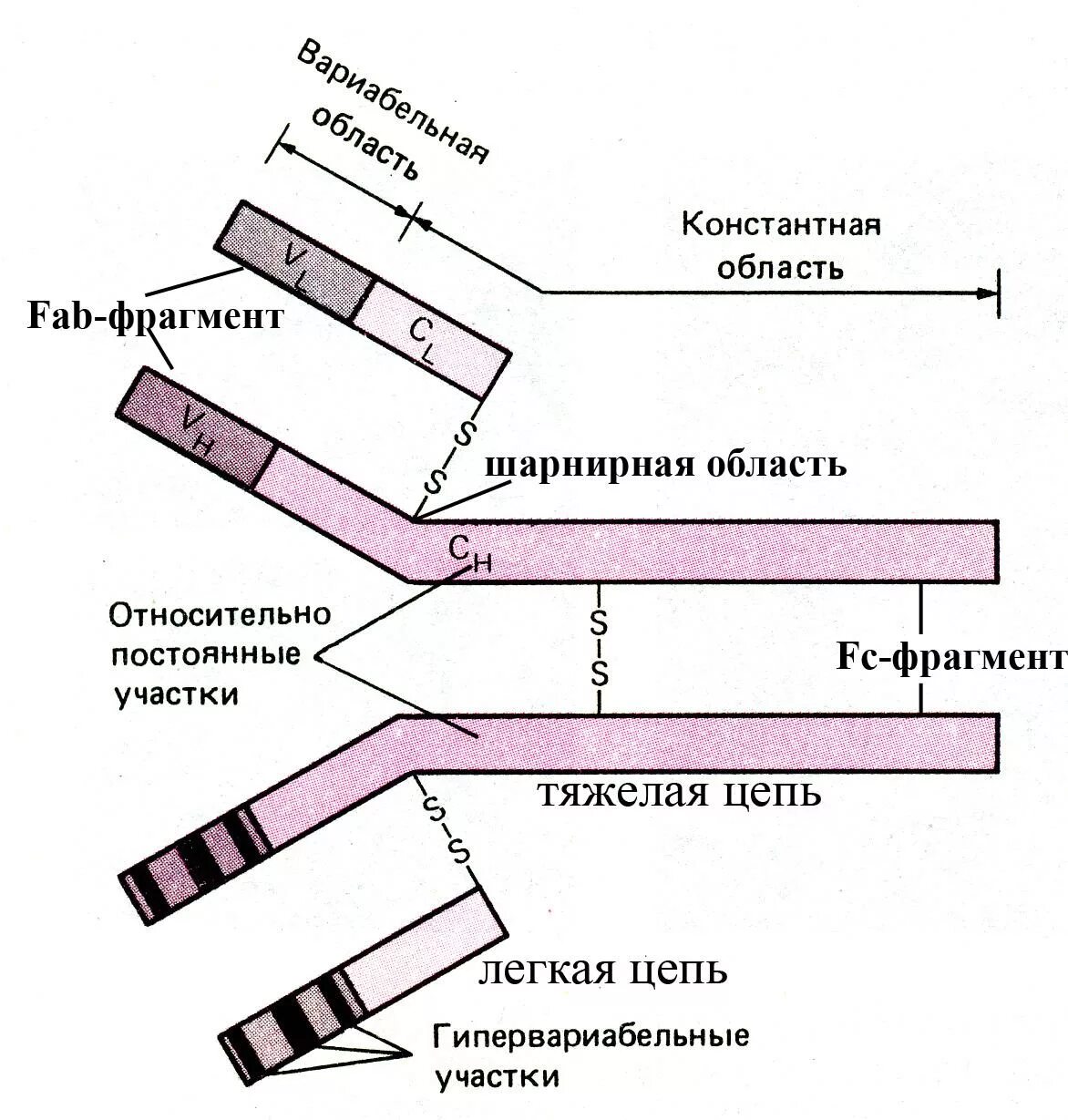 Fc фрагмент