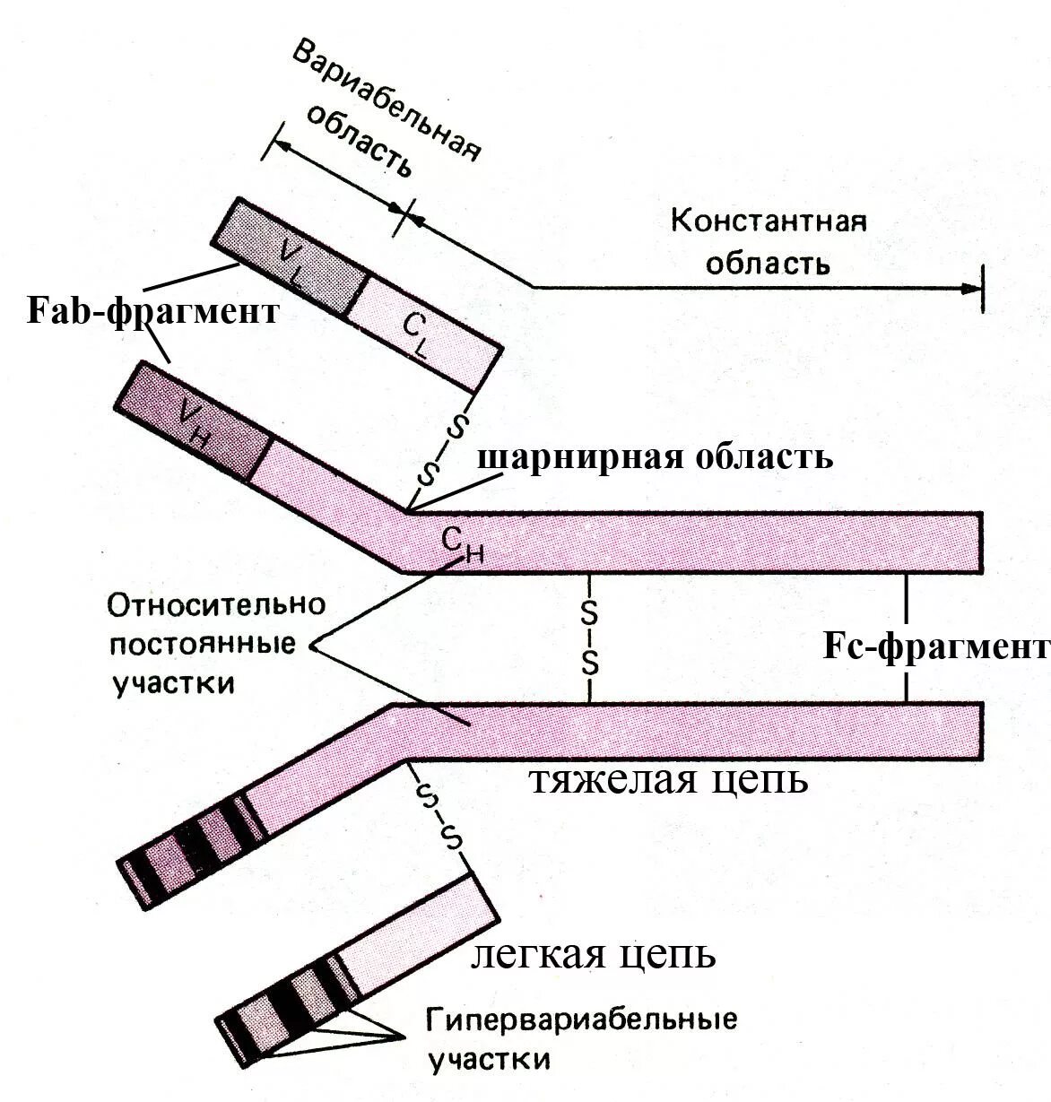 Определение иммуноглобулинов g. Строение мономера иммуноглобулина. Строение молекулы иммуноглобулина микробиология. Строение мономерной молекулы иммуноглобулина. Строение молекулы иммуноглобулина.