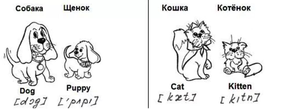 кошка собака перевод на английский. картинки животных для занятий английским. домашние животные урок английского языка. кошка собака перевод на английский. части тела животных на французском языке.