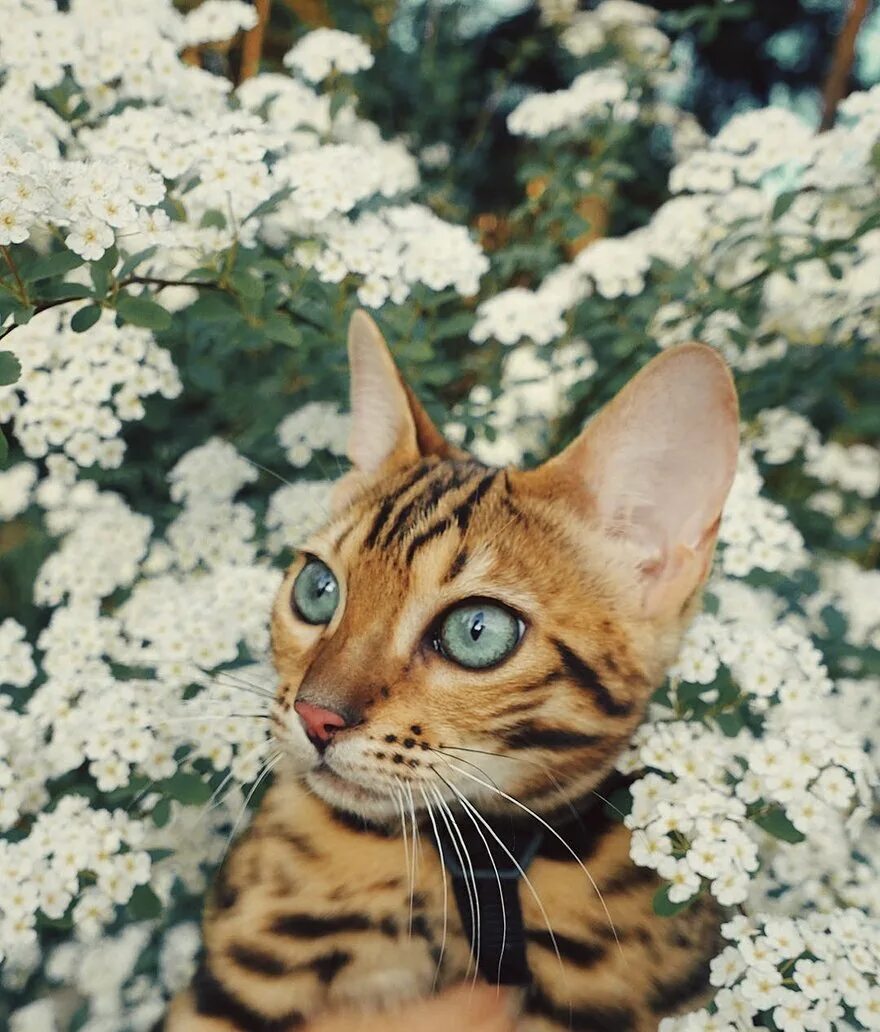 Очень красивые кошки картинки. Бенгальская кошка. Бенгальская кошка Сьюки. Бенгальская кошка путешественница. Бенгальская кошка Эстетика.
