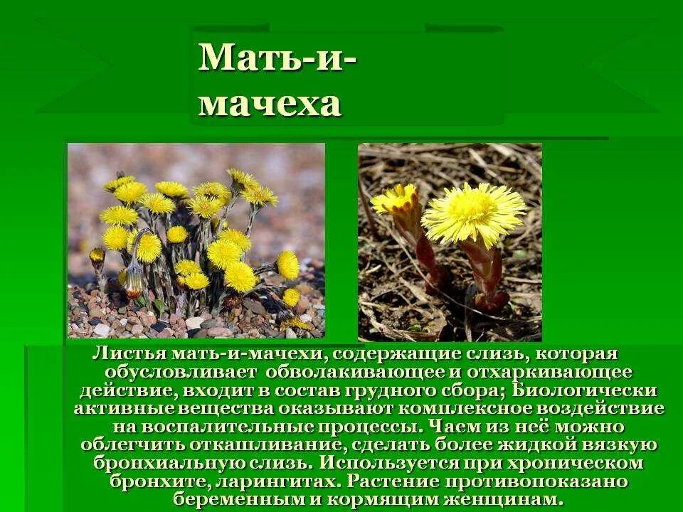 Мать и мачеха окружающий мир. Матьимачеха трава. Мать и мачеха трава. Мать и мачеха растение. Мать и мачеха лектрава.