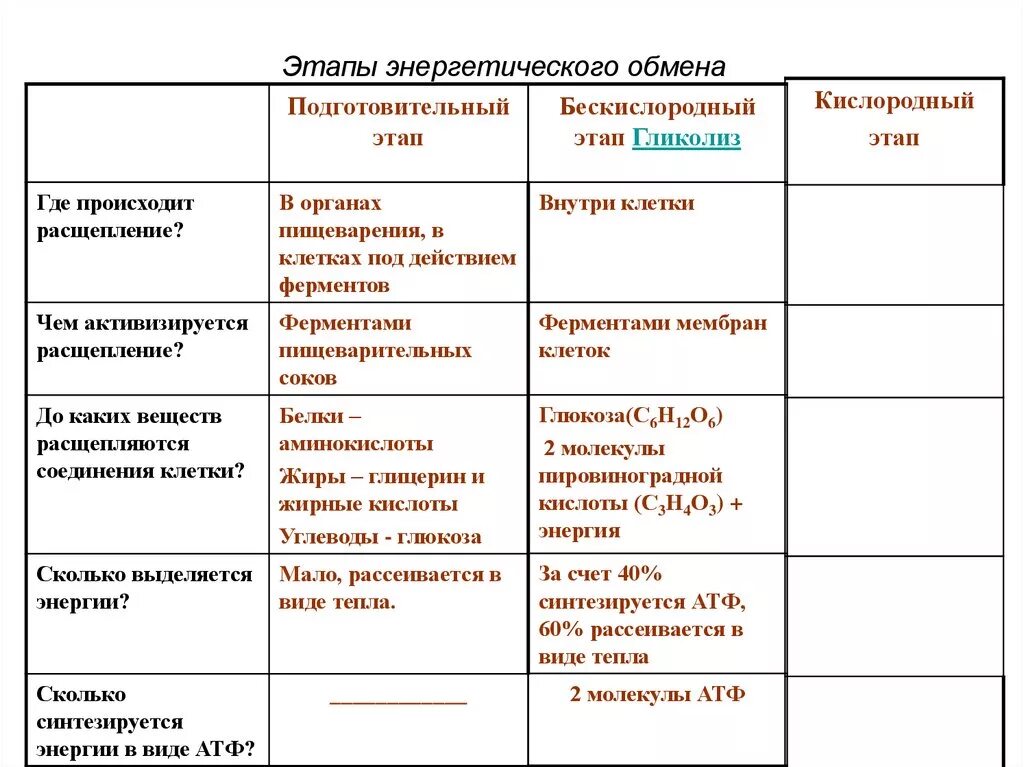 Атф запасает энергию. Энергетический обмен клетки стадии энергетического обмена. Этапы энергетического обмена формулы. Три этапа энергетического обмена схема.