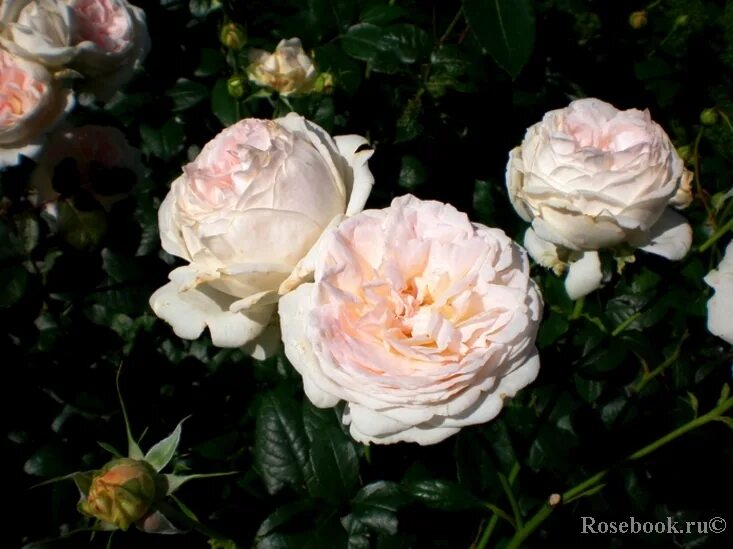 розебук главная энциклопедия. королевство роз отзывы. королевство роз отзывы. королевство роз отзывы. роза себастьян кнейп.