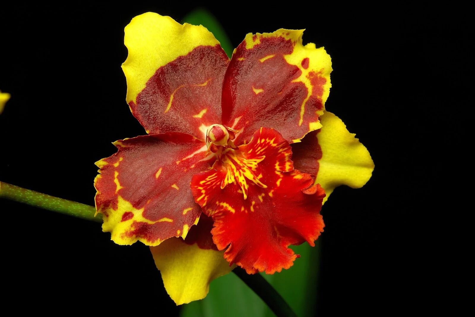 Камбрия Вильсонара. Орхидея желтая с красным. Желтые экзотические цветы. Орхидея желтая в красную крапинку. Красно желтая орхидея