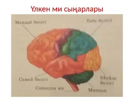 Қыз жалап жібереді (HD форматында қараңыз)