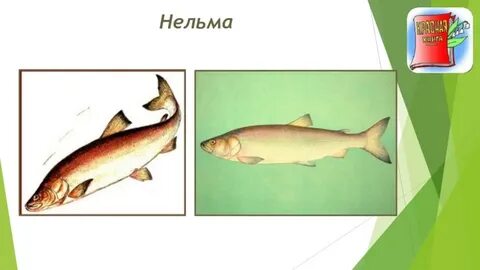 Нельма краснокнижная