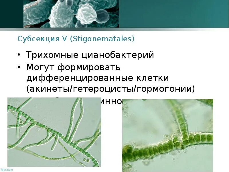 Водоросли дифференцированных клеток. Акинеты цианобактерий. Гетероцисты и акинеты цианобактерий. Стигонемовые цианобактерии. Гормогонии цианобактерий.