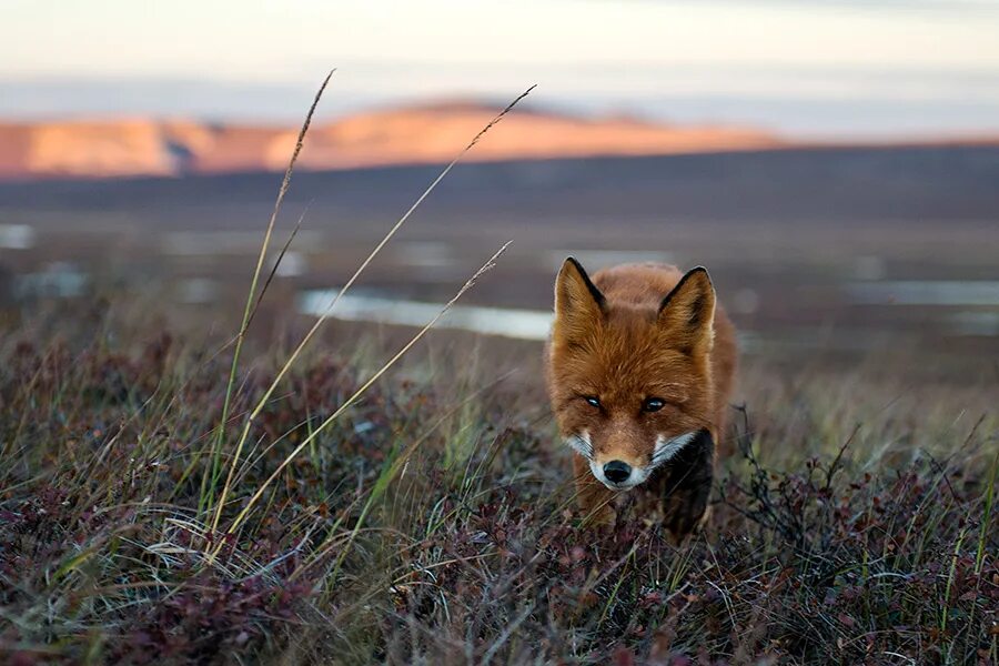 Лисы в тундре. Лиса хмао югры. Лисица в тундре. Лисы в алтайском крае. Растительный и животный мир мурманской области.