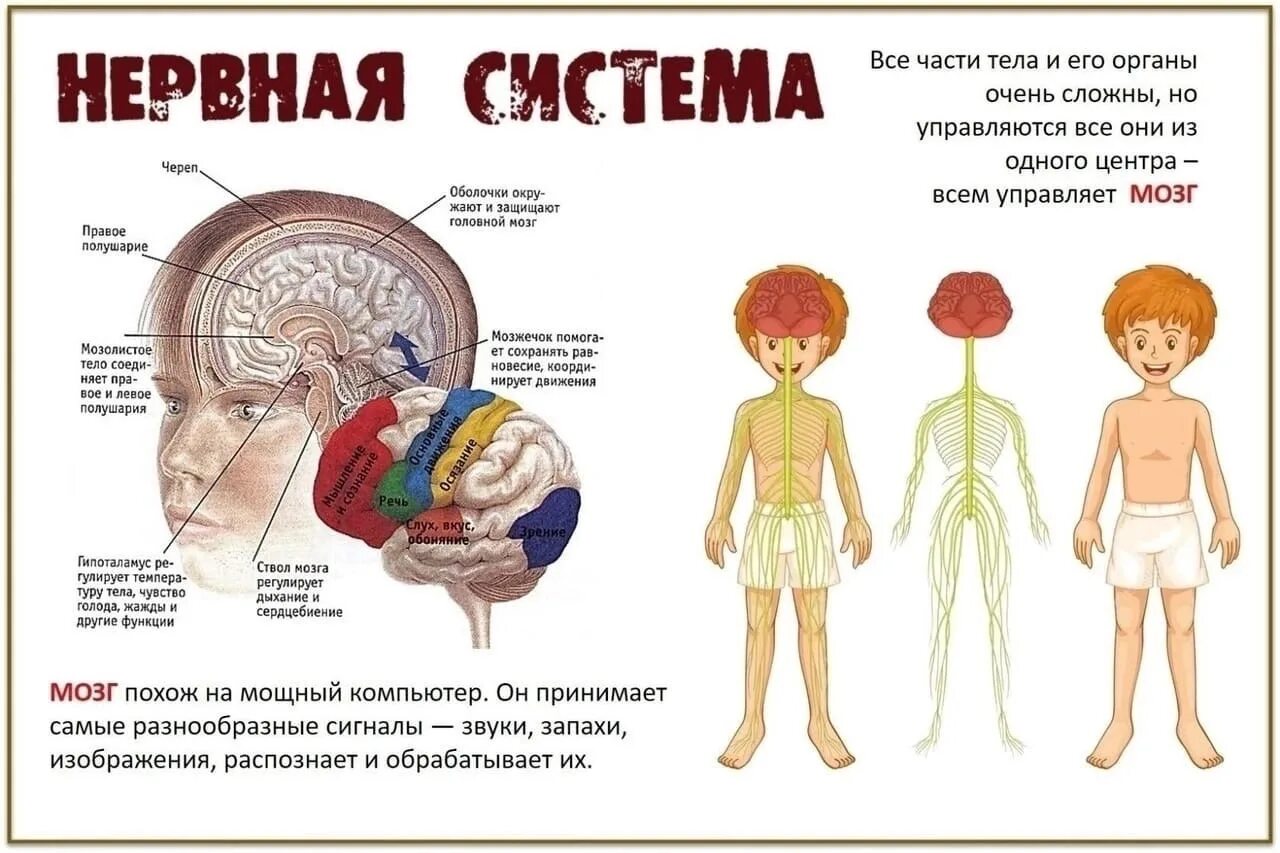 Книга тело мозг. Нервная система человека для детей. Органы человека для детей. Строение тела для детей. Строение человека для дошкольников.