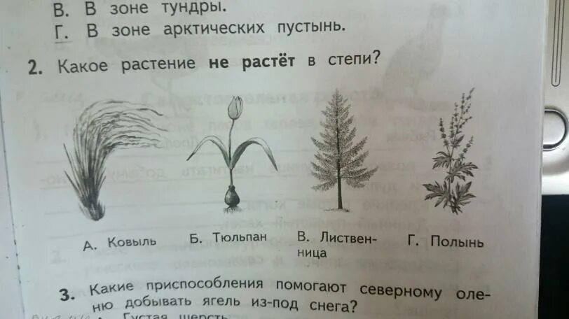 Рассмотри изображение ковыля ландыша тюльпана. Какие растения степей приспособлены к недостатку воды. Как ковыль приспособлены к условиям жизни в степях. Какое растение может расти в тундре обведи рисунок. Какое растение не может расти в тундре обведи.