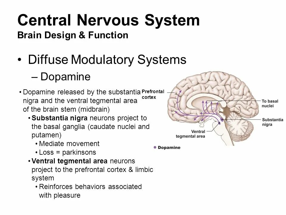 Nervous system brain. Substantia nigra и эпифиз. Central nervous System ppt. Substantia nigra Бернард Льюис.