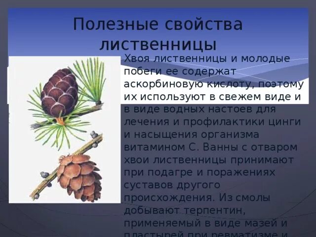 Польза лиственницы