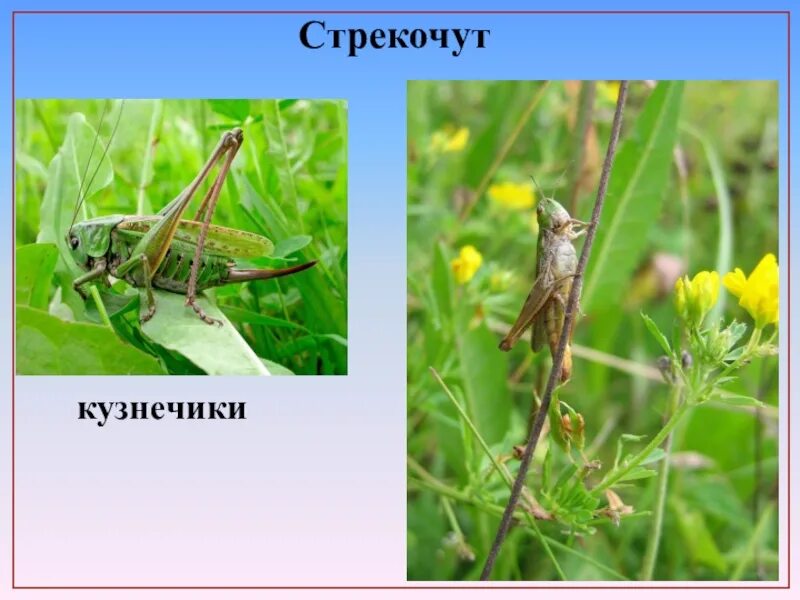 Кузнечик стрекочет. Сверчок стеблевой дальневосточныи. Почему кузнечики стрекочут. Жизненный цикл кузнечика схема. Зачем кузнечики стрекочут.