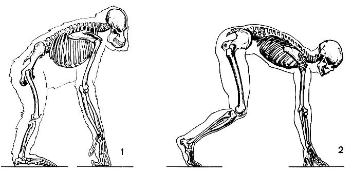 Отличие человека от животного скелет. Скелет человека и человекообразных обезьян. Таз человека и человекообразных обезьян. Строение таза человекообразной обезьяны. Опорно двигательная система человекообразных обезьян.