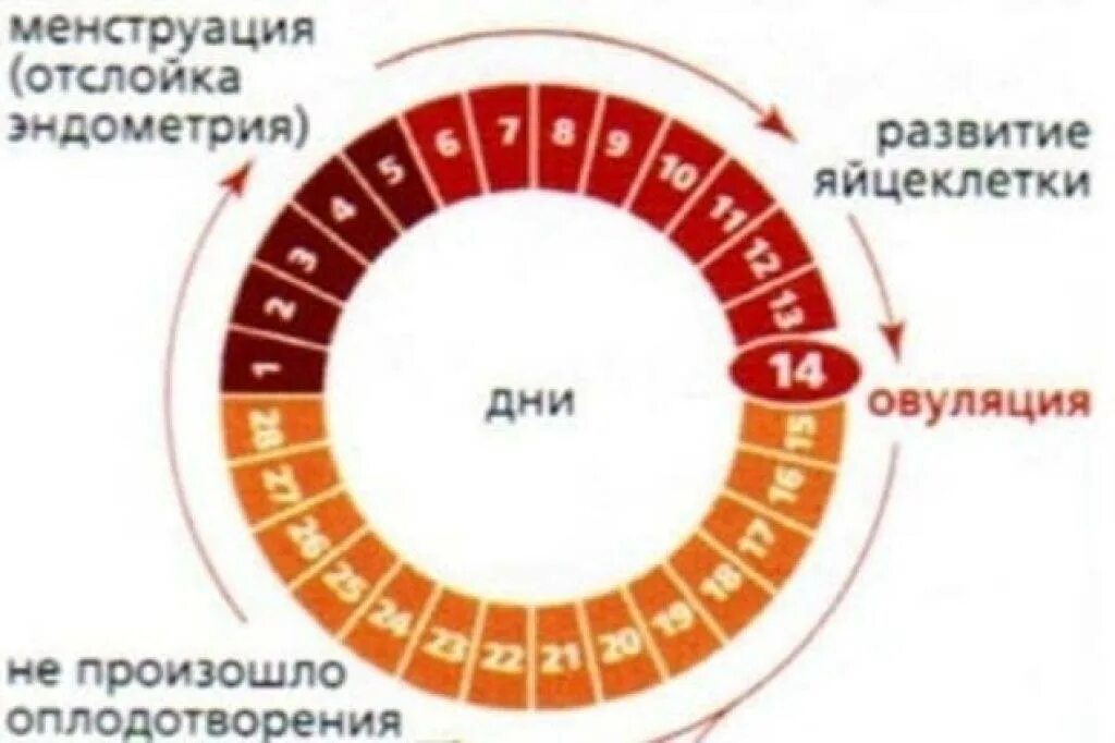 Сколько дней должны начаться месячные