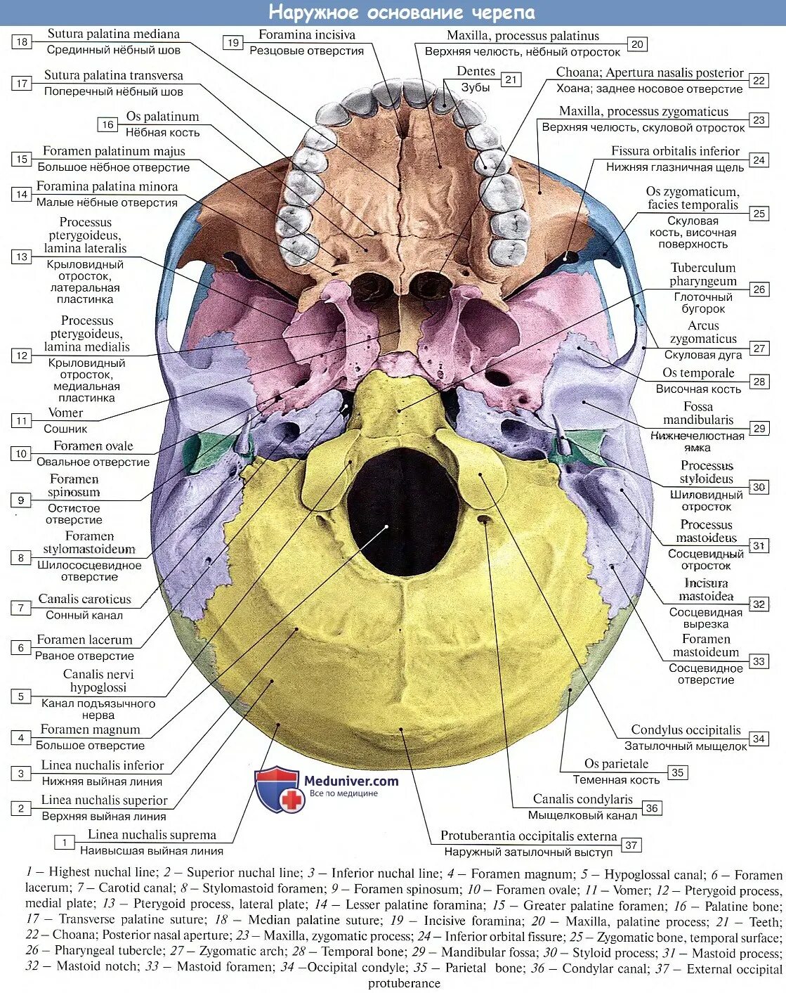 Области основания черепа. Внутренне основание черепа топографическая анатомия. Отверстия Нижнего основания черепа. Внутреннее основание черепа медунивер. Наружное основание черепа топографическая анатомия.