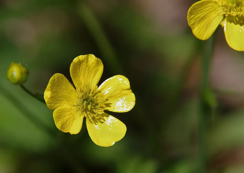 Лютик. Лютик едкий. лютик едкий – ranunculus acris l.. ranunculus acris лютик едкий. лютик стополистный.