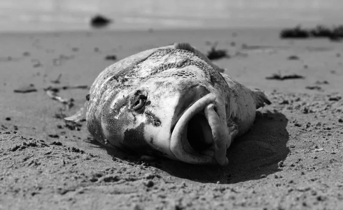 Сон мертвые рыбки. Рыба на берегу.