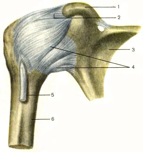 Соединение костей лопатки. Клювовидный отросток лопатки. Клювовидно плечевая связка плечевого сустава. Суставная капсула плечевого сустава анатомия. Клювовидный отросток плечевой кости.