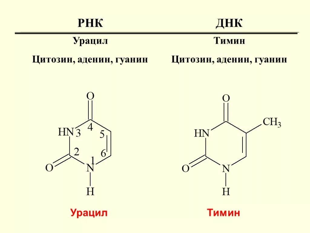 Тимин формула. Тимин урацил. Аденин гуанин цитозин Тимин урацил формулы структурные. Формулы структурные Тимина урацила. Тимин формула урацил формула.
