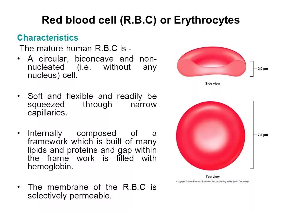 Red Blood Cell structure. Red Blood Cells function. Nucleated Red Blood Cells. Erythrocyte.