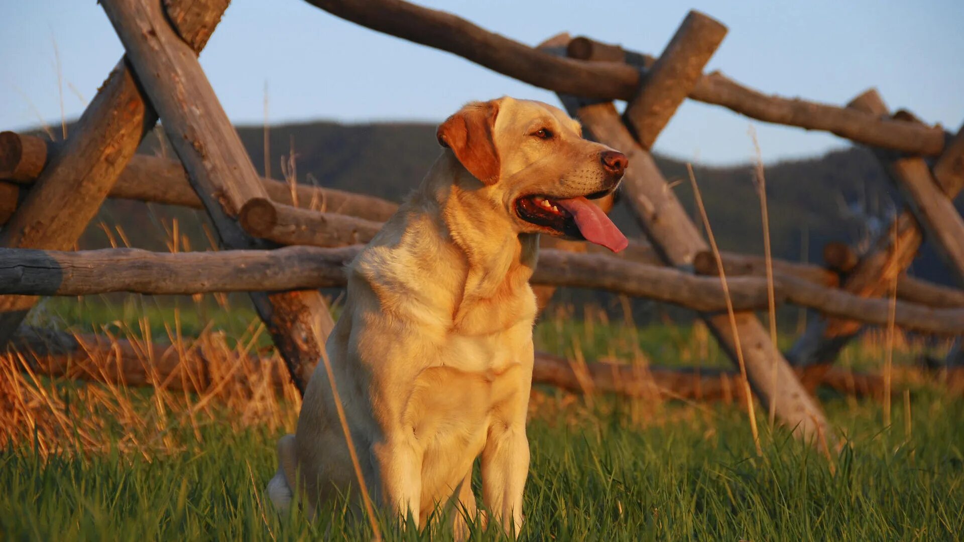 Ретривера лабрадора охотничьи. Риджбек собака родезийский. Х собак. Немецкая овчарка квазимодо. Риджбек хантер.