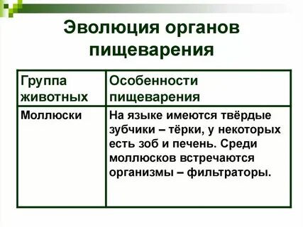 Пищеварительная система простейших