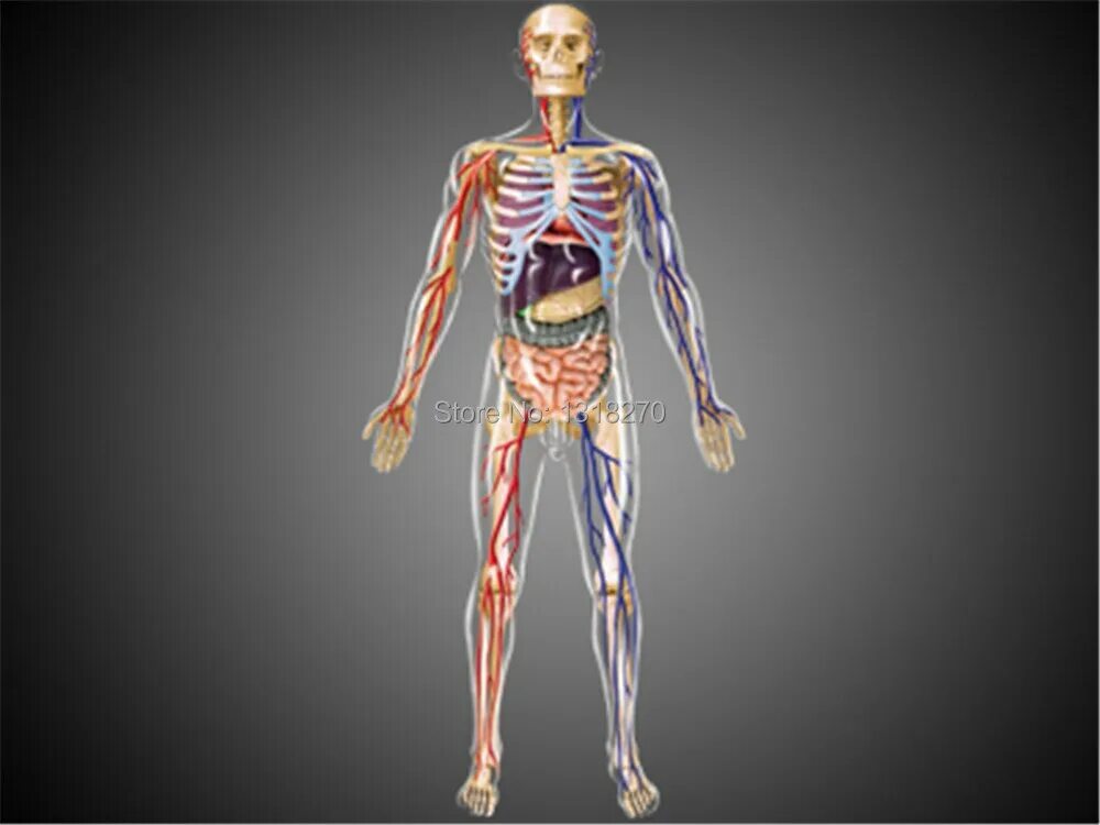 Модель органов человека. Анатомическая модель человека 4d Master. 4d Master анатомическая модель "кожа человека". Человеческое тело. Человек в полный рост анатомия.
