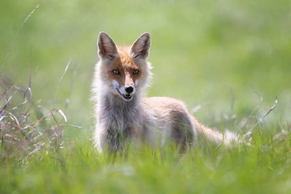 Fox time. Животные близкие к лисицам. Лиса времени. Лисогон собака.