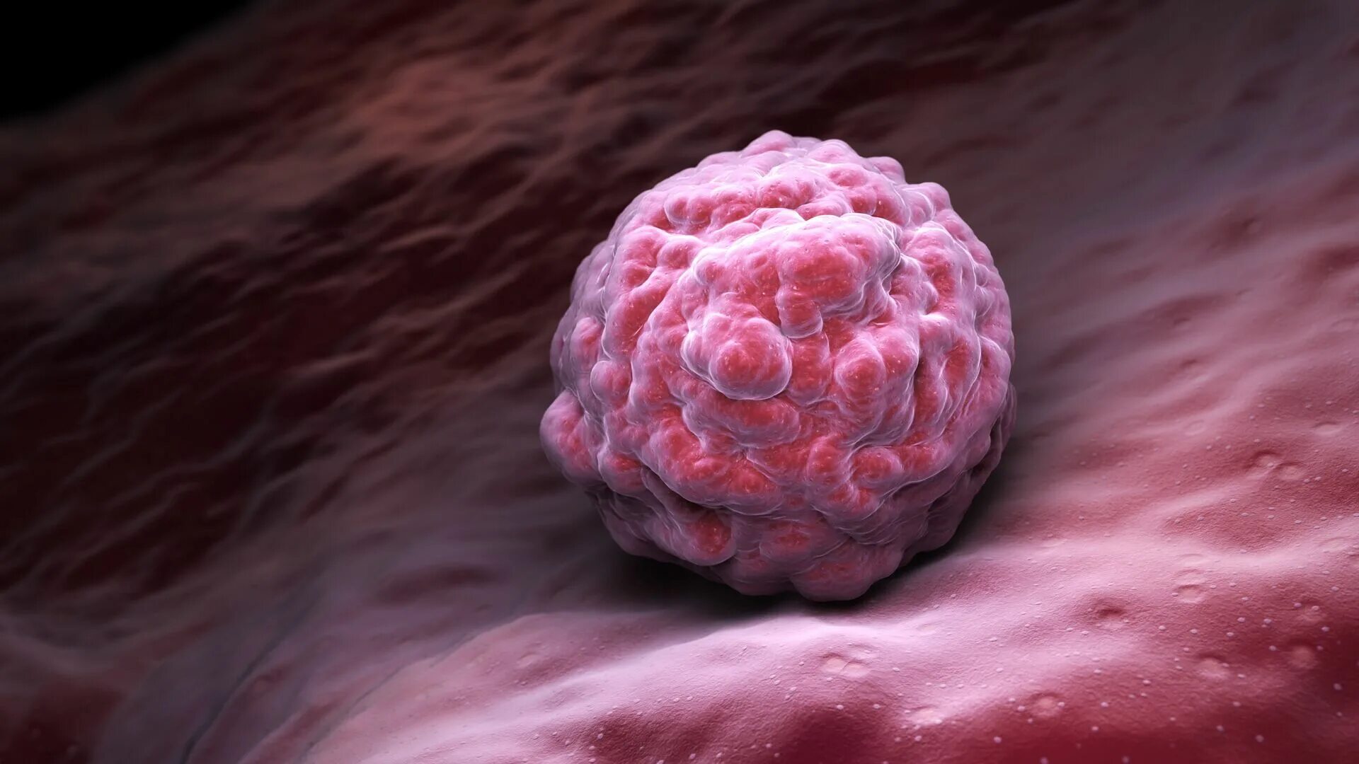 1 стволовые клетки. Эмбриональные стволовые клетки. Эмбриональная стволовая клетка. Фетальные стволовые клетки. Фетальные стволовые клетки под микроскопом.