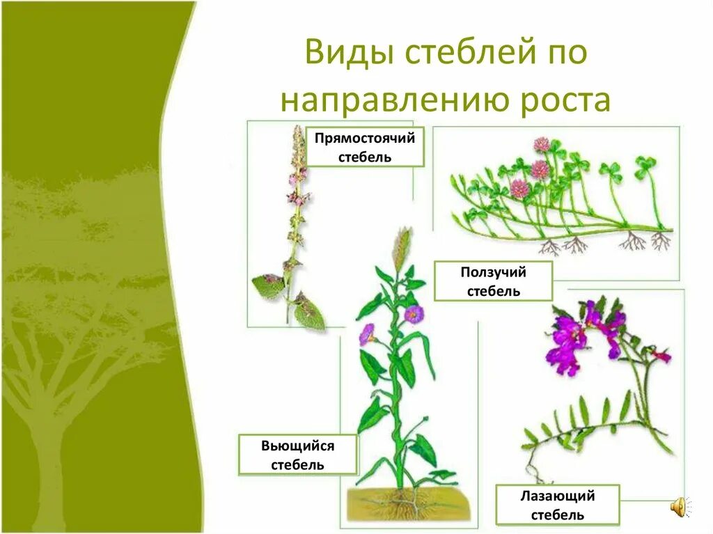 Строение стебля покрытосеменных растений. Виды стеблей по направлению роста. Типы стеблей. Стебель разнообразие стеблей.