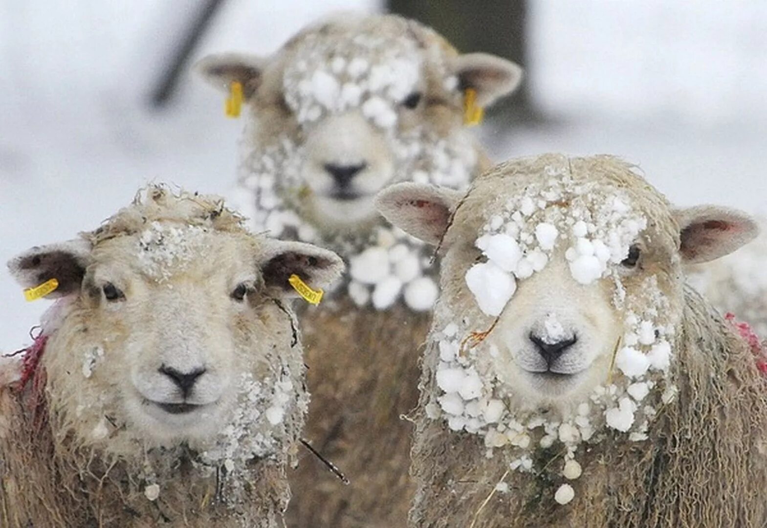 Овечки. Овечки зимой. Три овечки. Смешная Овечка. 2015 года барана