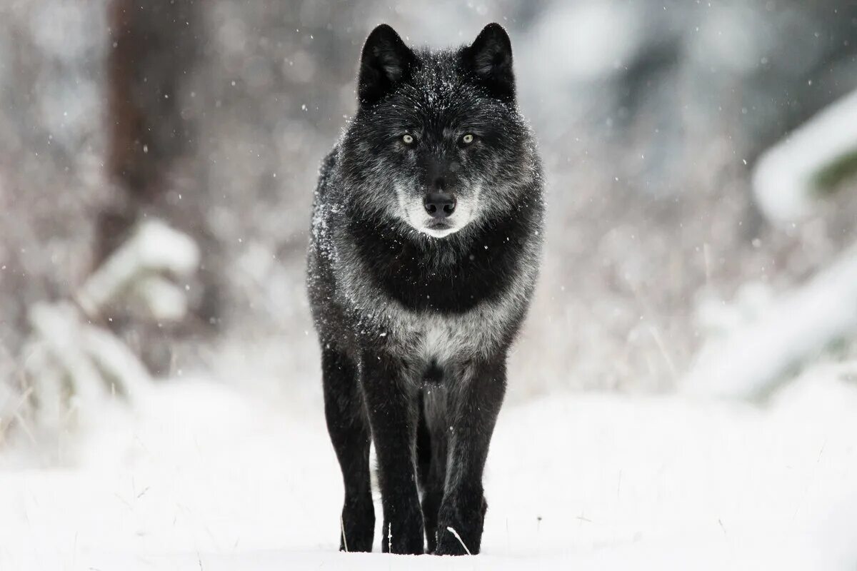 Wolf alfa. Wolf alfa. Волк щурится. Волк альфа самец. Волкособ аляскинский.