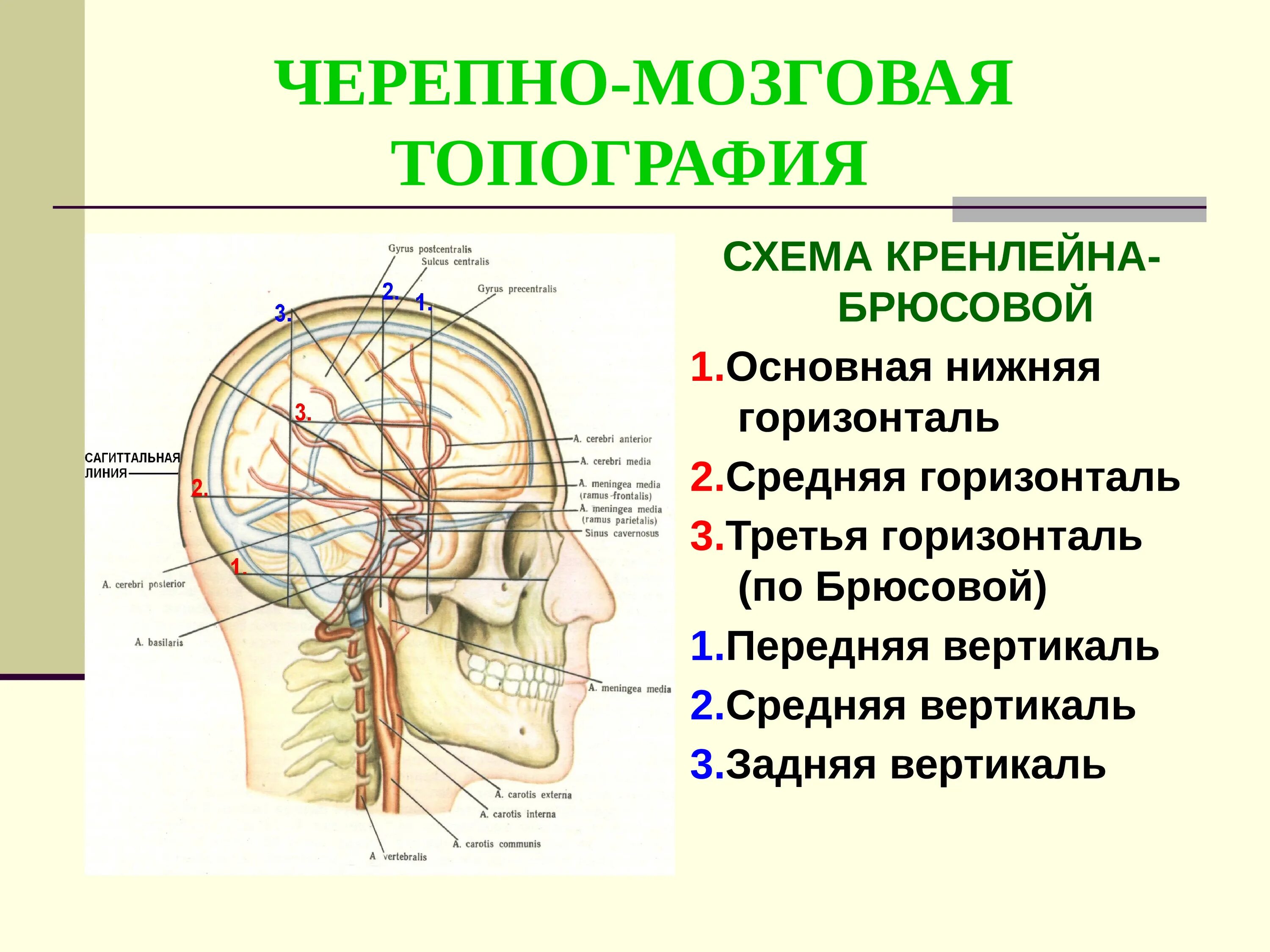 Отдел затылок. Схема черепно-мозговой топографии кренлейна. Кренлейна Брюсовой задняя Вертикаль. Схема черепно-мозговой топографии кренлейна-Брюсовой. Схема черепно-мозговой топографии. Схема кренлейна-Брюсовой..