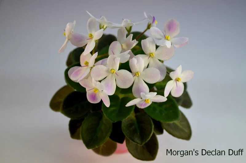 Фиалки morgan s. Morgans declan duff фиалка. фиалка morgan&#039;s sophronia. morgan&#039;s soprania фиалка. фиалка morgan&#039;s junior mint.