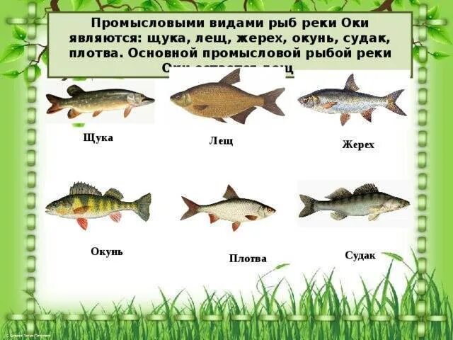 Рыба в реке Волга список. Речная рыба в реке Волга названия. Виды рыб в Волге. Рыбы которые водятся в Волге.